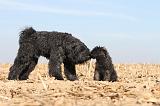BOUVIER DES FLANDRES 162
